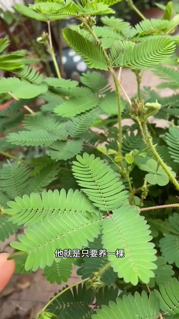 破解版含羞草ios(含羞草下载安装苹果免费)