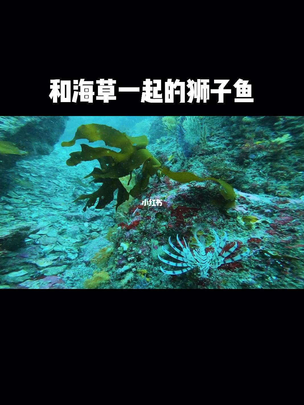 逃离海底攻略(逃离海底攻略游戏)