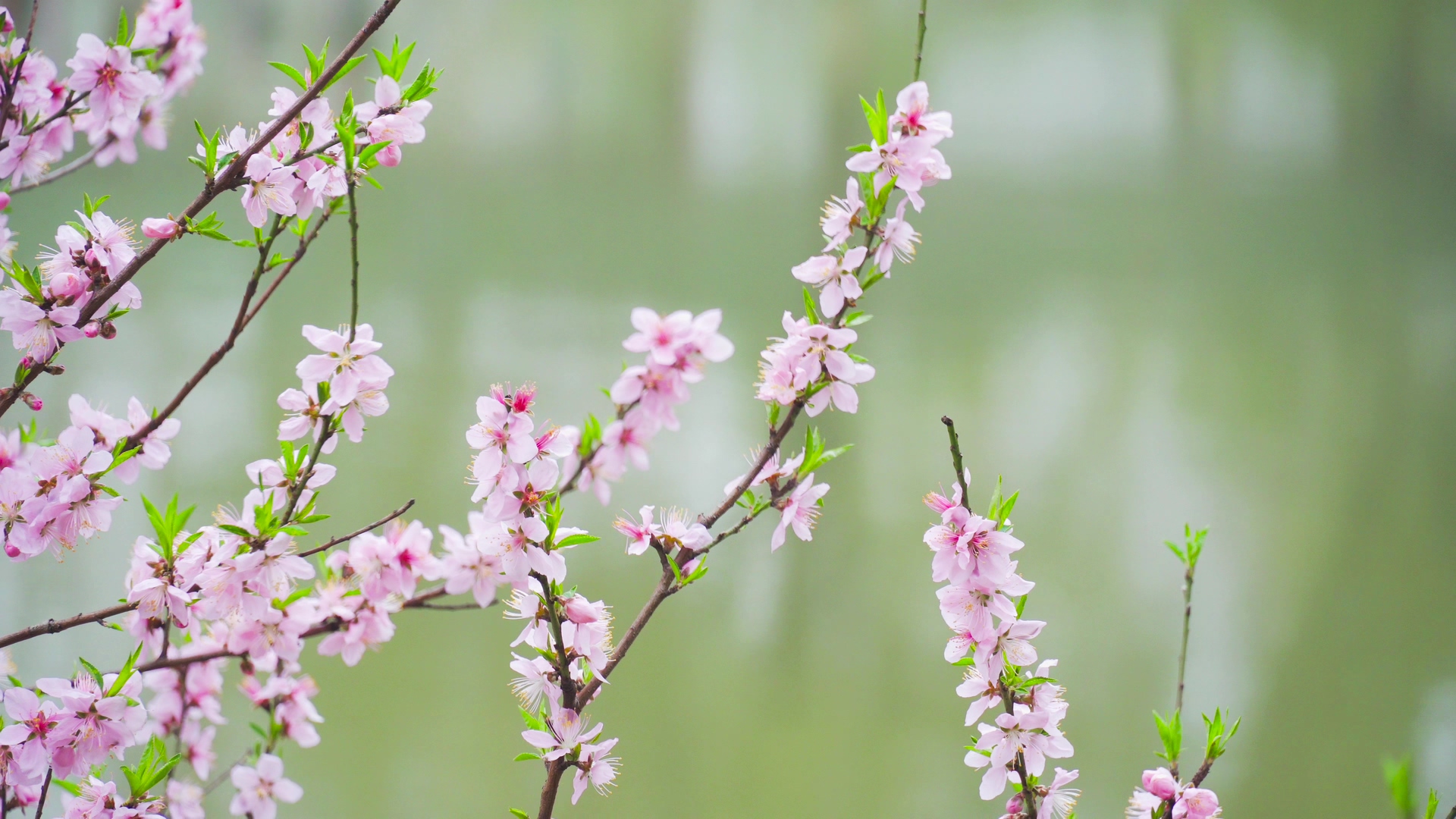 桃花视频2.0版本(桃花视频20版本下载官网)