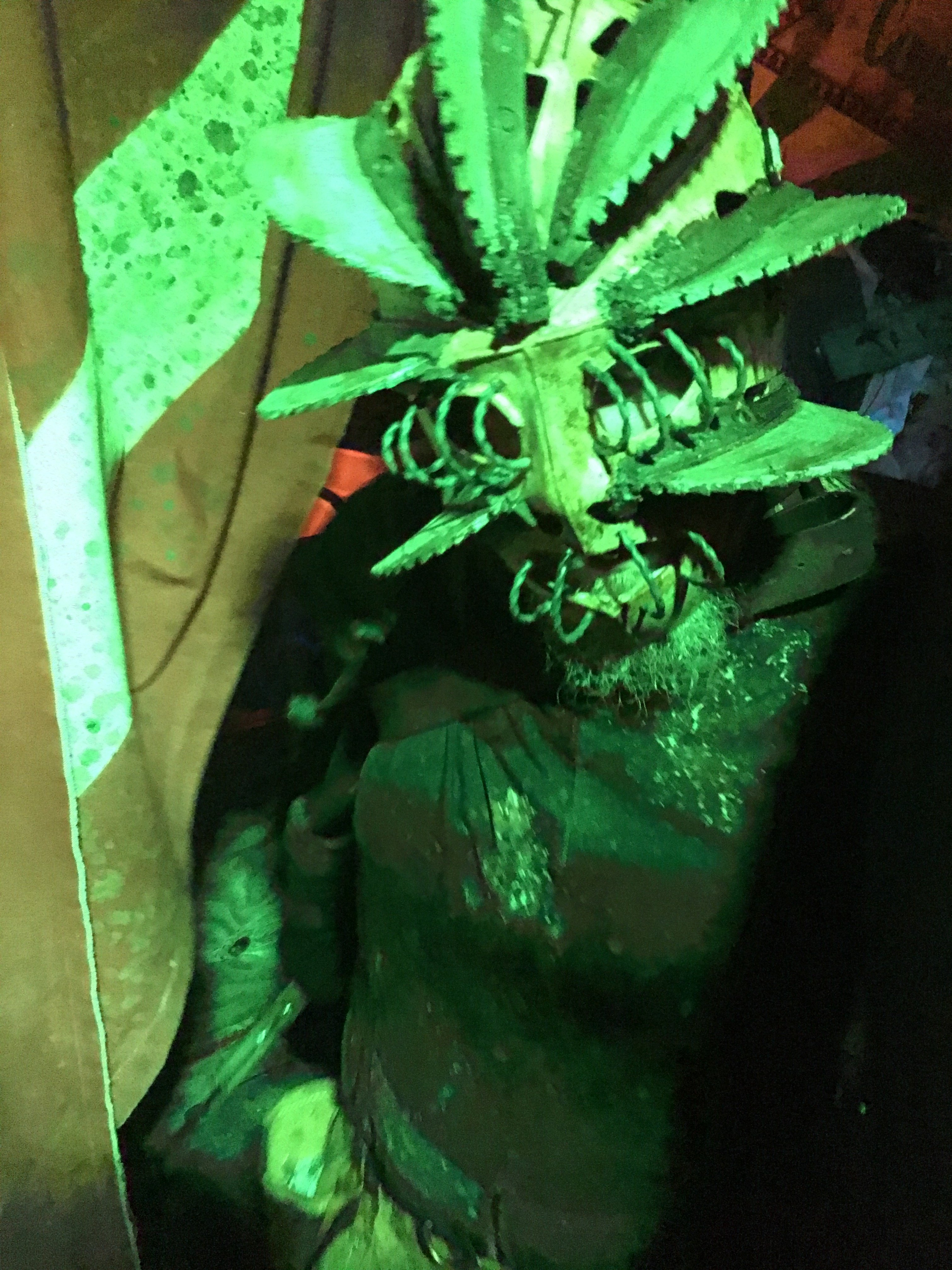 horrorplant2攻略(horror house2攻略)