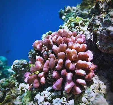 多彩珊瑚礁攻略(珊瑚之所以绚丽多彩归功于哪种生物)
