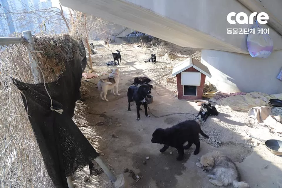 2017小狗救援攻略()