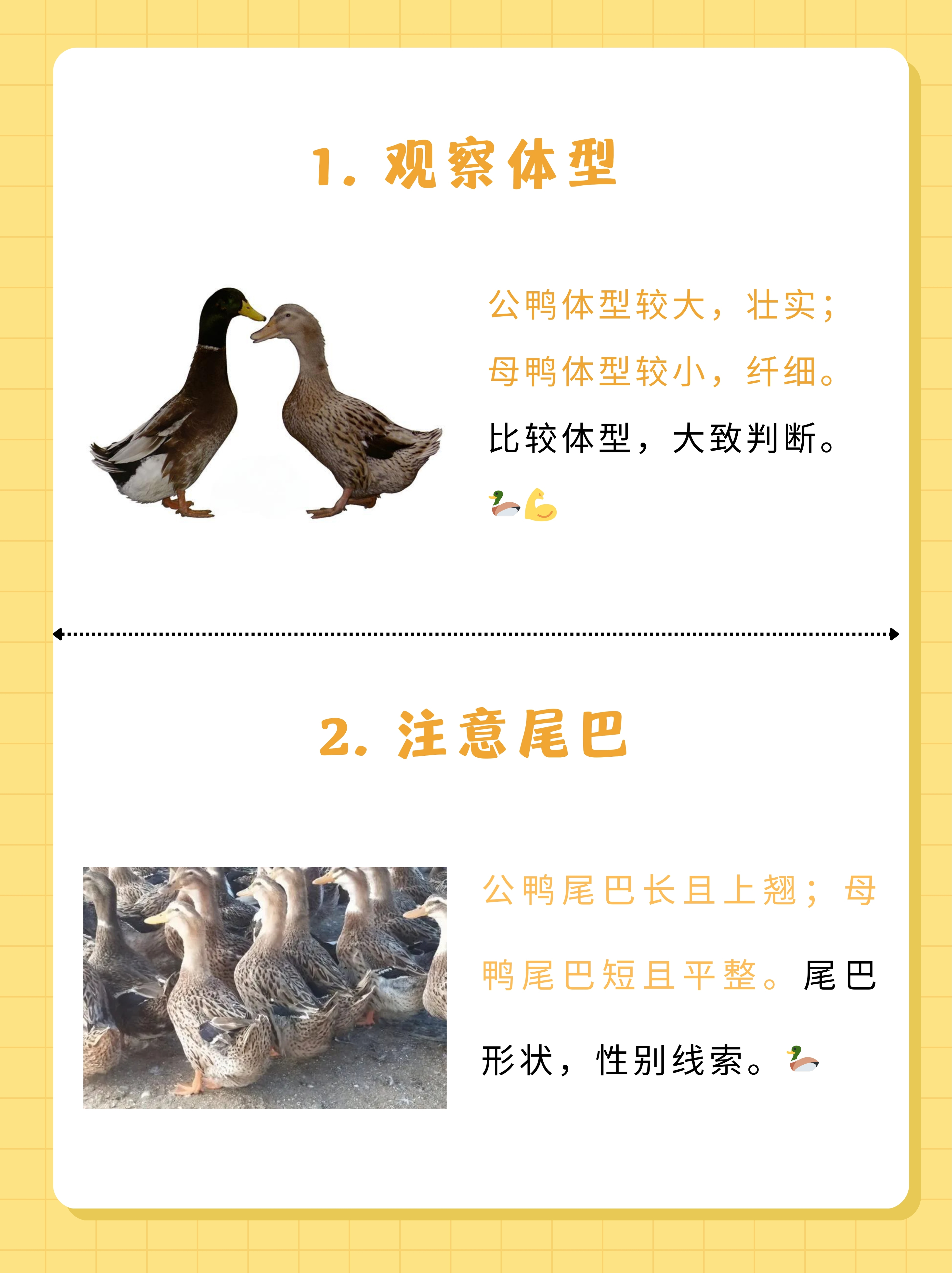 鸭子进化生活破解版(鸭子的演变破解版下载)