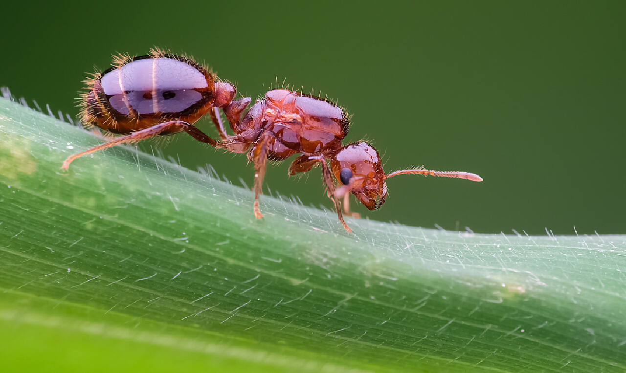 蚂蚁王国传奇的生存(蚂蚁王国传奇的生存攻略)