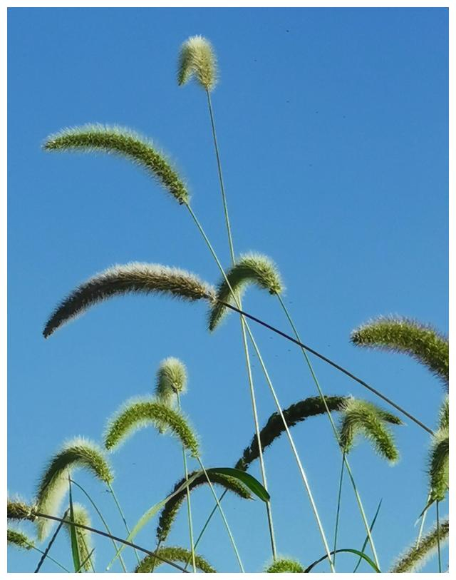 若是一阵风攻略(如果你是一阵风就带来什么)