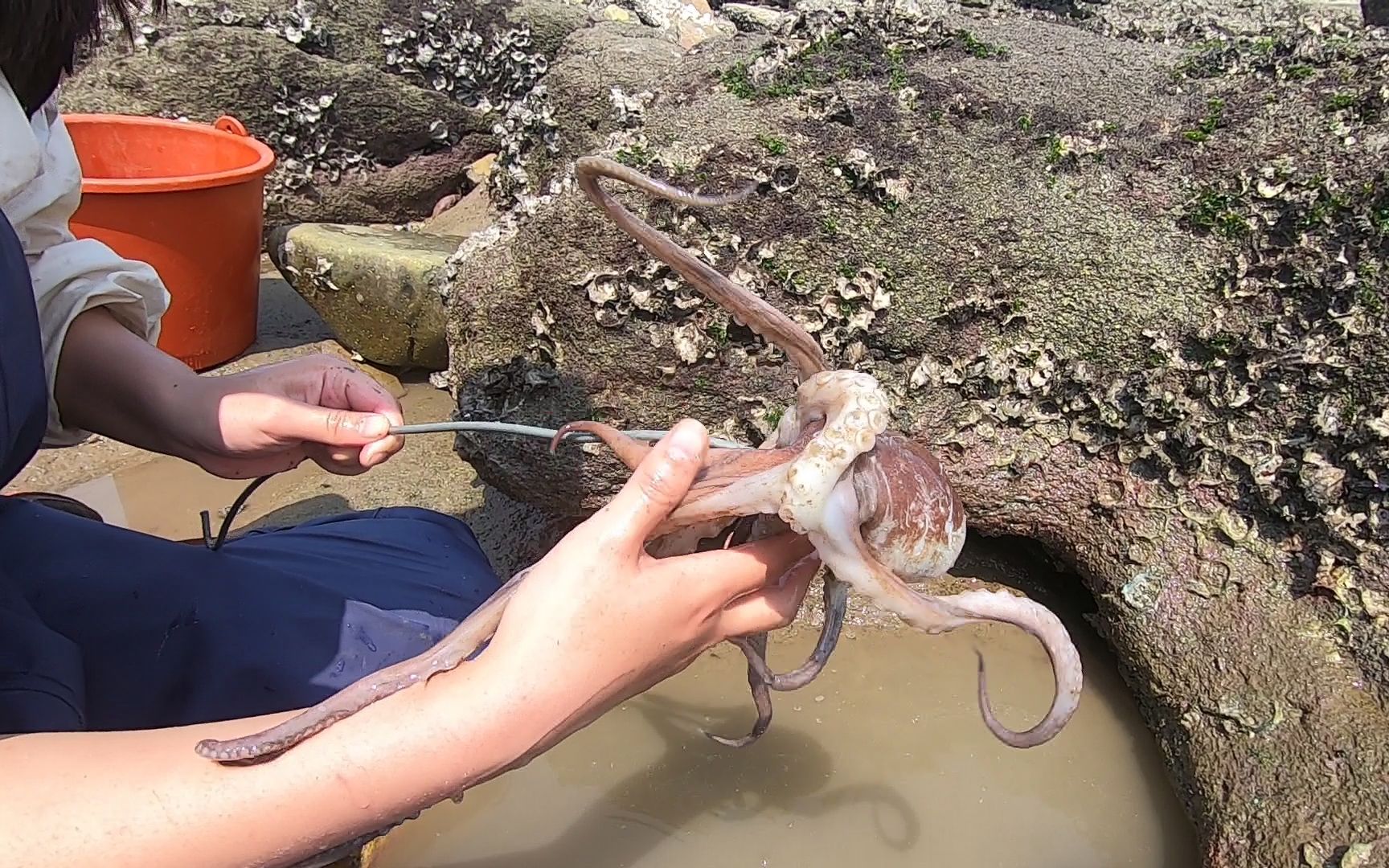 章鱼洞救人攻略(海边怎么找章鱼洞)